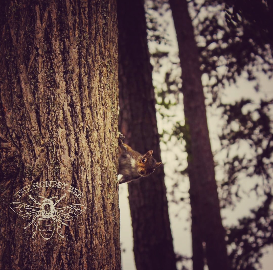 Rudebearz's tweet photo. will SOMEONE appreciate how cute he is!?
.
.
.
.
Hey lovlies, follow me for more photography and art!
.
.
.
.
#photooftheday #beautiful #art #photography #happy #picoftheday #nature #cottagecore #funny #astrology #memes #wearetheweirdosmister #whimsycore #witchycore #aesthetic https://t.co/mU0E01njtz