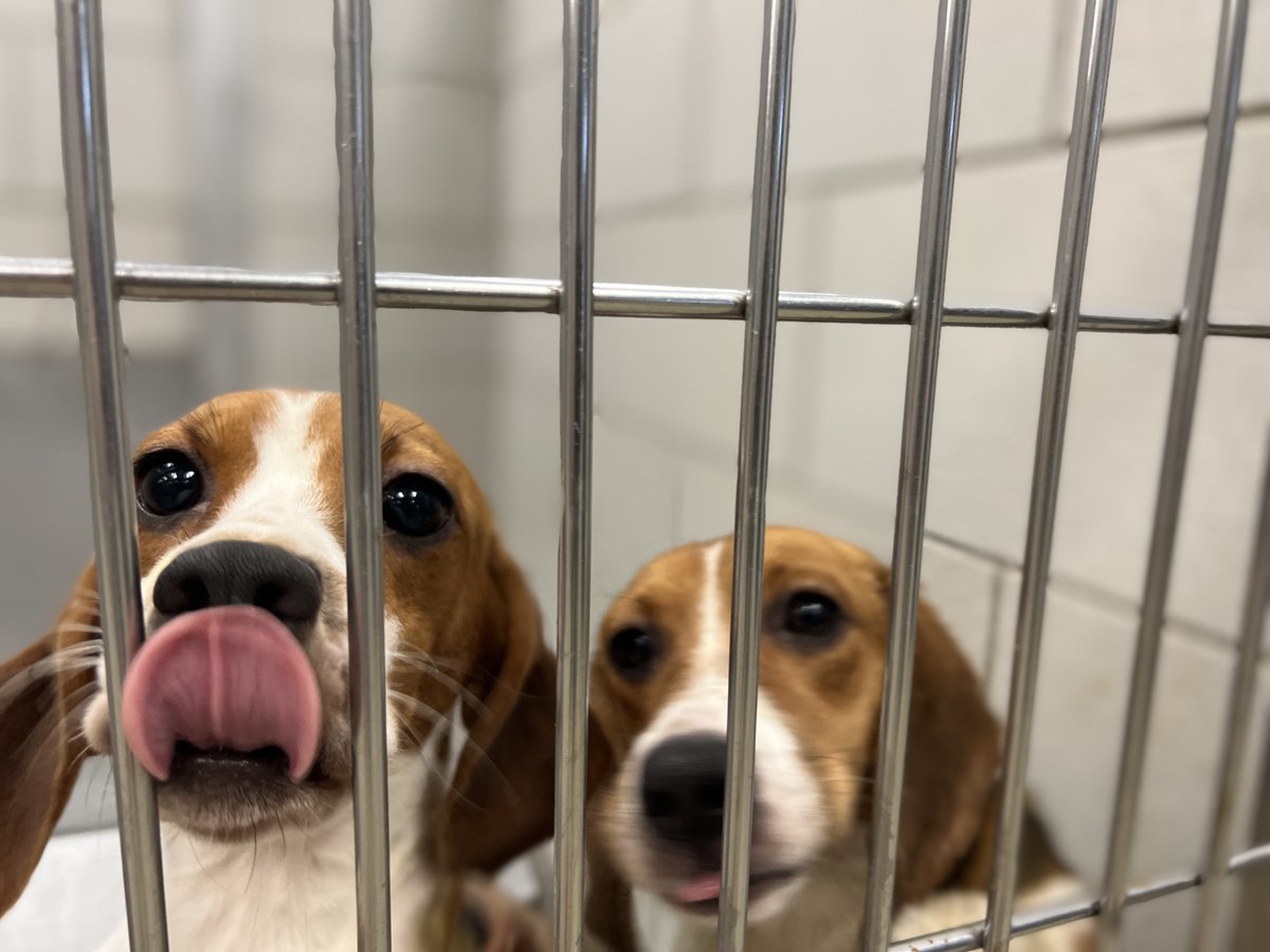 Get ready Nashville! The first small batch of around 10 bagel beagles will be available for adoption starting tomorrow morning. If you can't make it tomorrow, there will be more opportunities in the coming days. #getexcited #bagelbunch