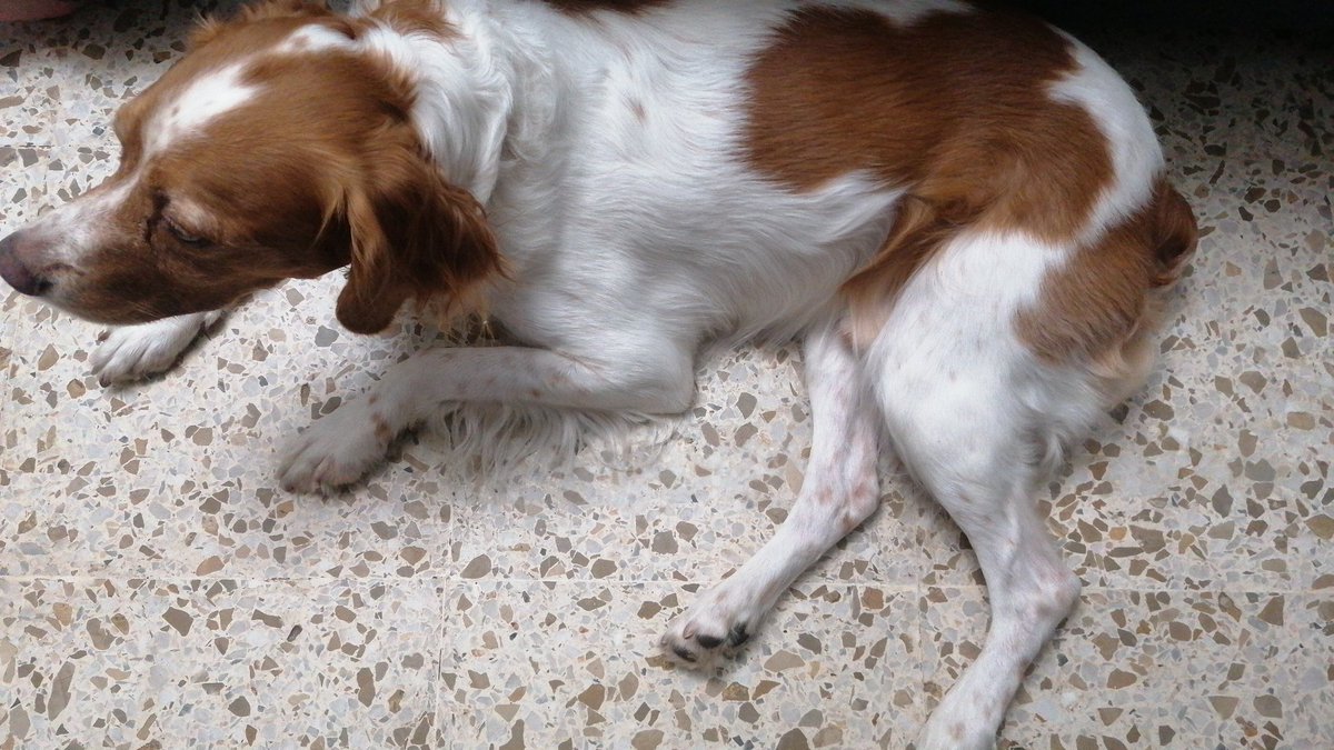 CafeConOreos's tweet photo. Con estas noches de #calor #calortropical el perro se esta convirtiendo en alfombra.

#animallovers #furry #dog #puppy #adoptedismyfavoritebreed #bretonspaniel #adopted #bedtime #nap #doglover #doglove #babydog https://t.co/qKqnYnQ7Rh