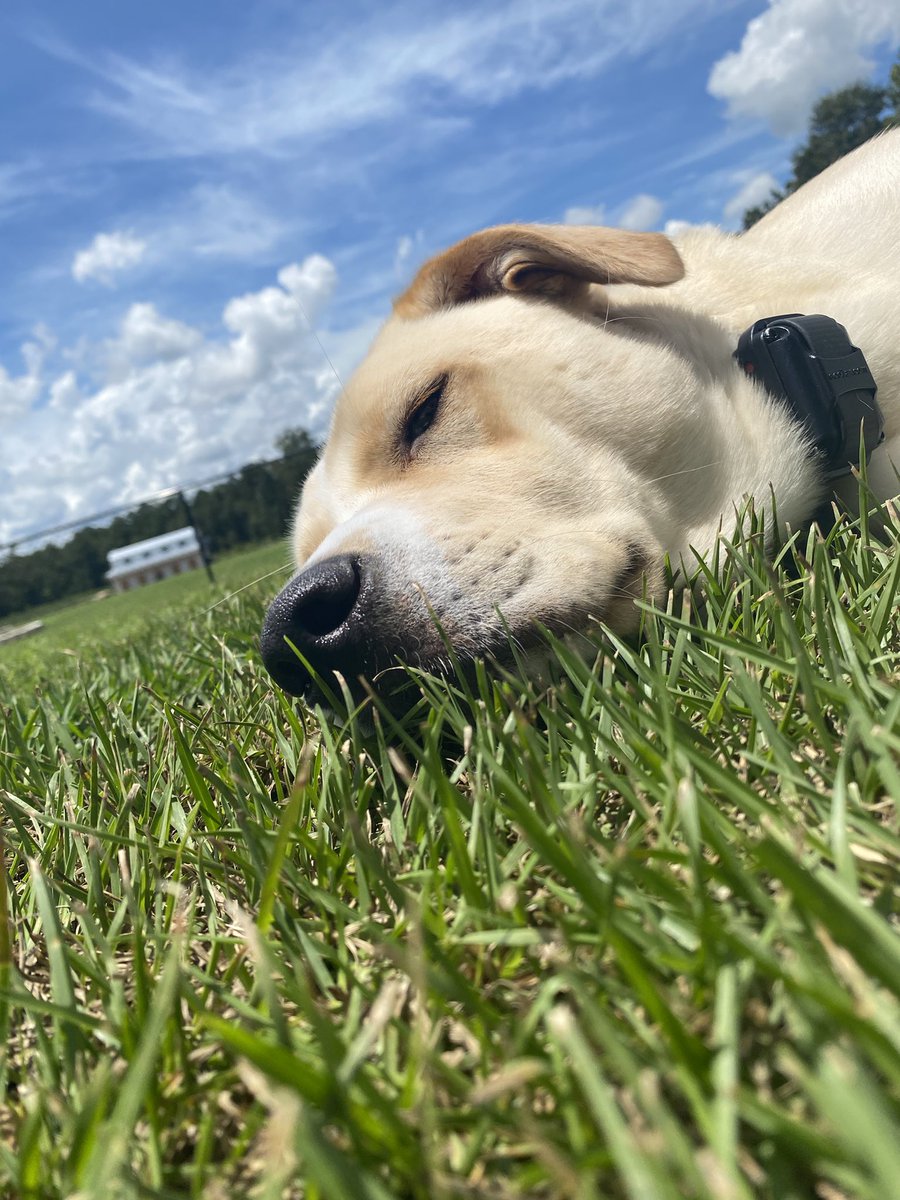 MaxChester21's tweet photo. Max enjoying the sunshine! ☀️#MaxChester

#labradorretriever #labrador #yellowlab #DogsOnTwitter #DogsofTwittter #puppy #heatwave #sleepy #nap #sleep #copperlab # https://t.co/PXAQ62XN3P