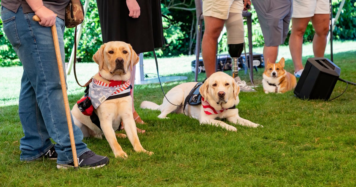 Sierra Delta: Service | Dogs | Veterans tweet media