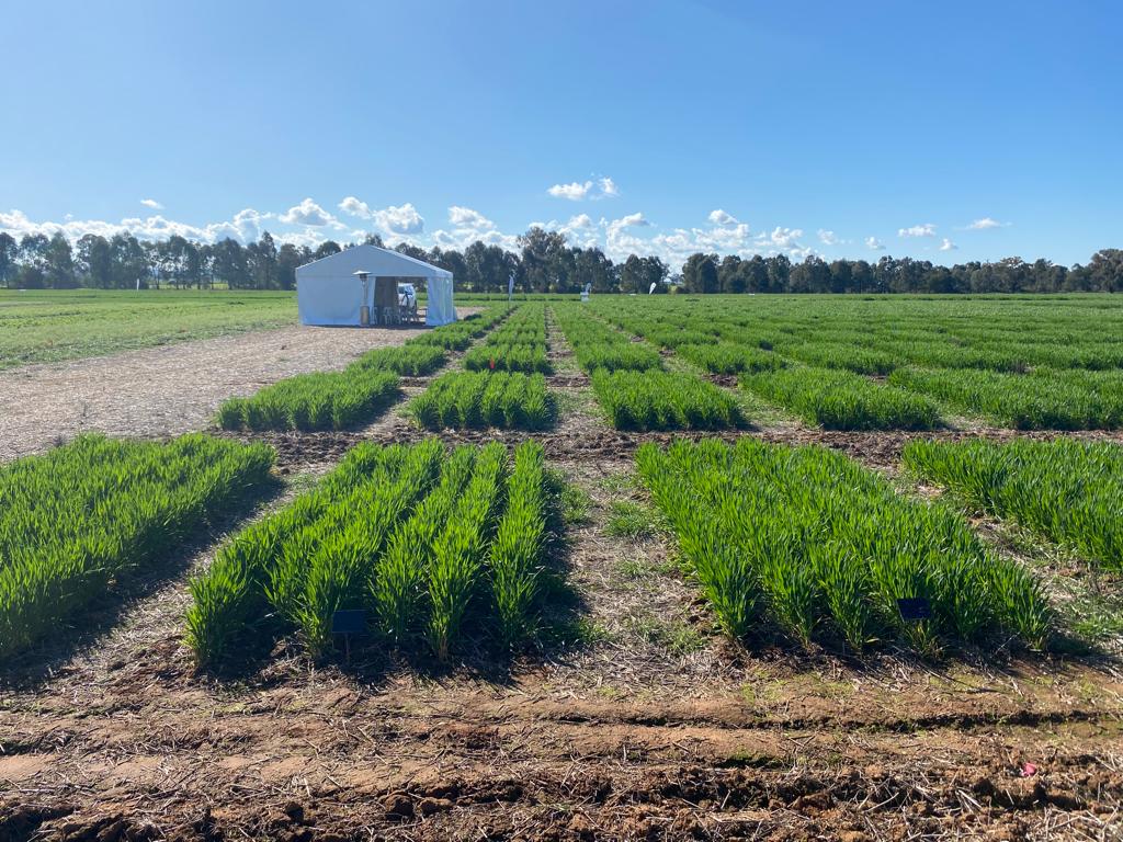 This week our staff are evaluating a rich pipeline of products, supporting the holistic management of weeds, diseases and pests, at our Syngenta Learning Centre, Wagga Wagga NSW #agtechnologies #ausag #agriculturalinnovations