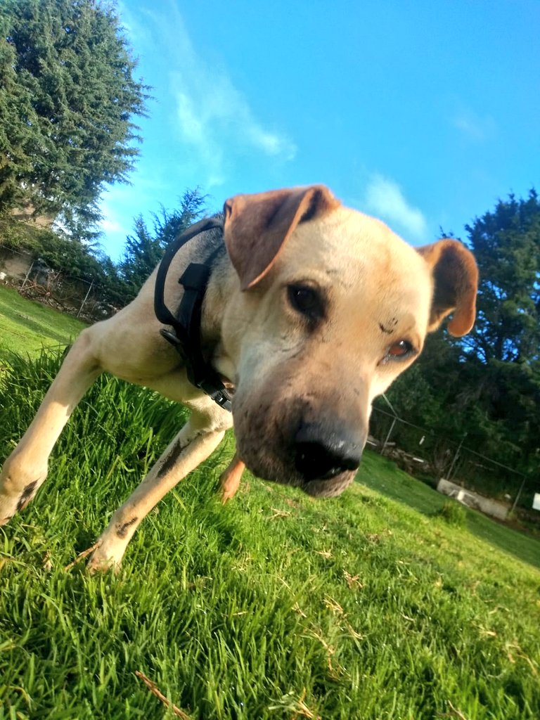 FundacionToby's tweet photo. Las malas noticias siguen 😔 Goli no ha querido comer bien a pesar de su tratamiento y sus latas especiales, no hemos juntado la renta de medio mes y sam sigue sin casa, tenemos por el futuro de todo esto amigos, pero sabemos que contamos con mucha gente buena 🧡✨ https://t.co/XZiIGeFMzd