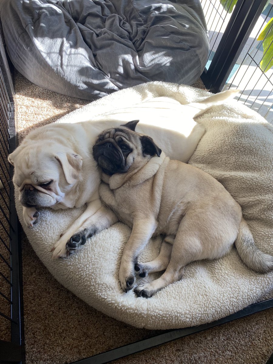 snuggle_pugs's tweet photo. Such sweet pugs pugs πΎπ΄ https://t.co/yh1tfRytpp