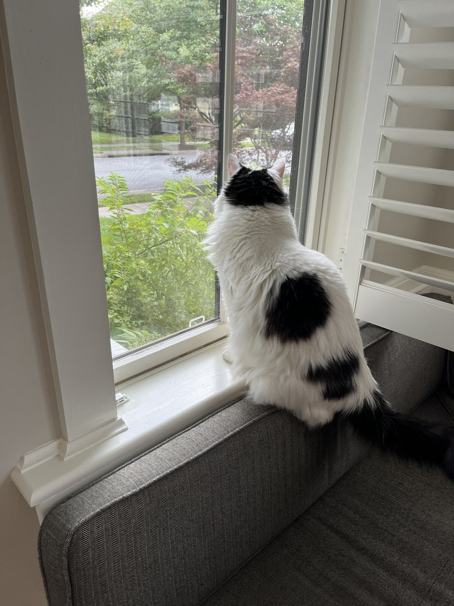 TazTheDevilCat's tweet photo. I have moved from a flat place called oh-high-oh to a hilly place called vurr-gin-ya. I like vurr-gin-ya a lot more and my new house is nice! https://t.co/XJ7Cqm7RM0