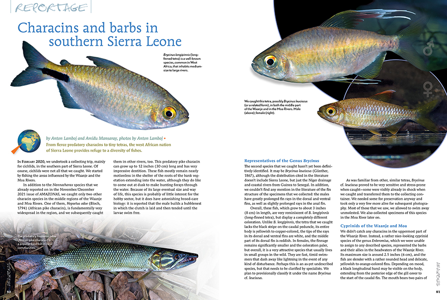 AmazonasMag's tweet photo. #AMAZONSmagazine #InsideLook #Rainbowfishes issue-Anton Lamboj and Amidu Mansaray bring you on their trip to the west African nation of #SierraLeone and share a firsthand look at the #ichthyofauna of the region, paying particular attention to the native #characins and #barbs. https://t.co/qxF4MuegwL