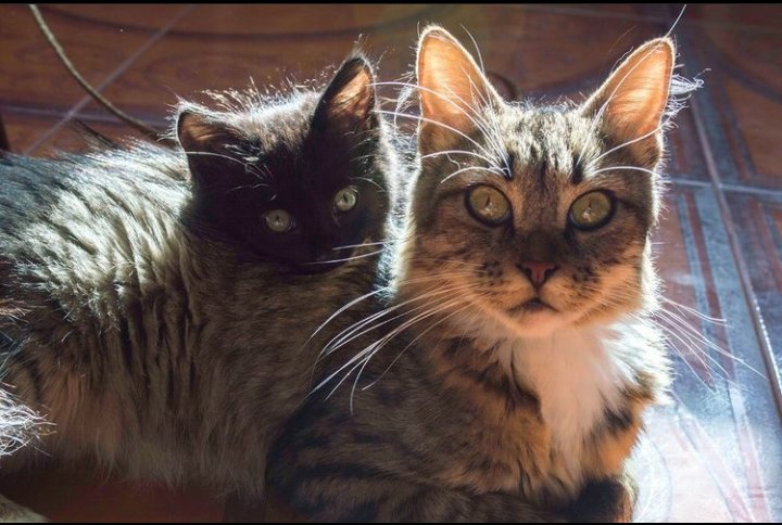 De referencia:
Gato de monte // mi gatita Flor (con bebé Makurro encima)