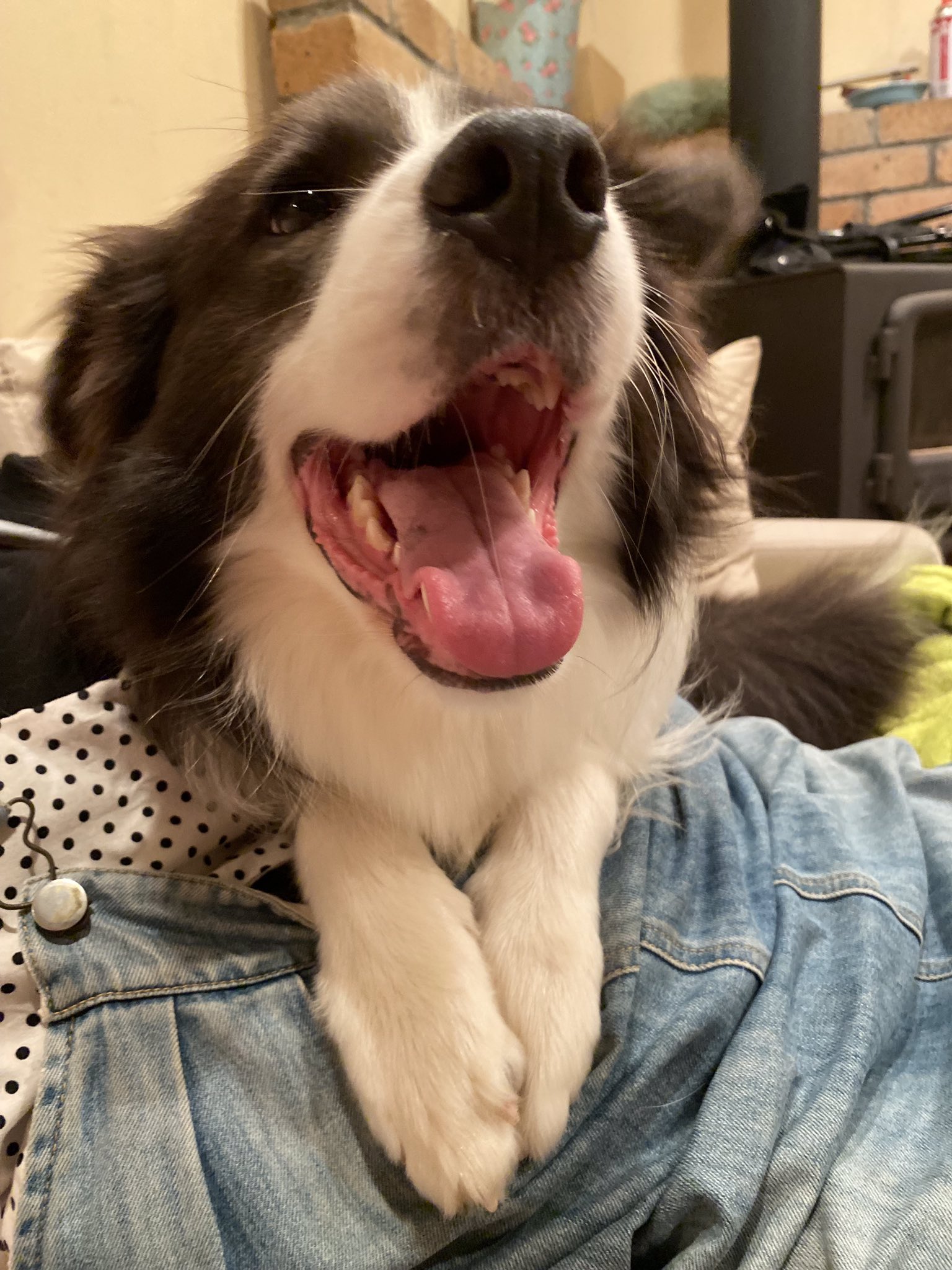 Tweets With Replies By パティ はじめて犬を飼う Pattysayhello Twitter