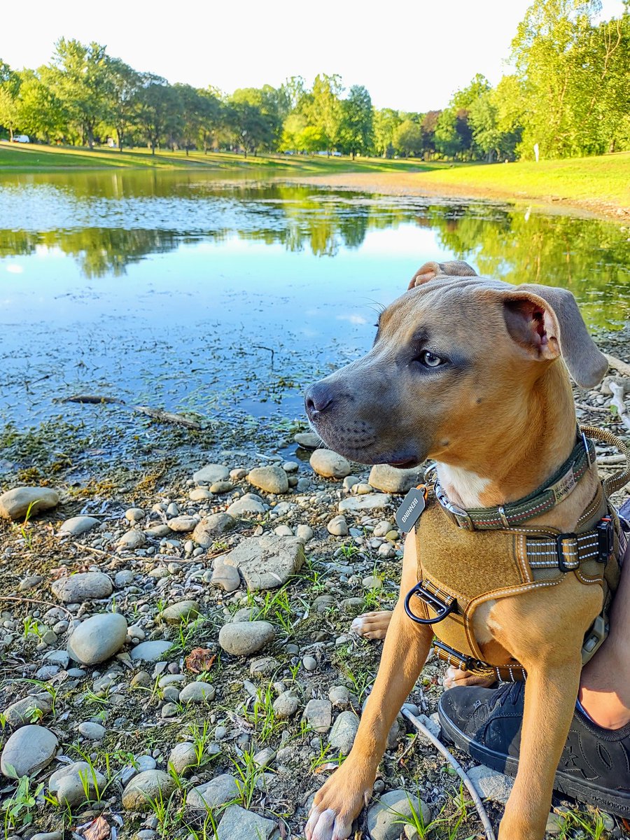 QueenZher0's tweet photo. Such a pretty boy 🐶
#dog #walk #love #pretty #parks #goodboy https://t.co/jGmjUUkshU