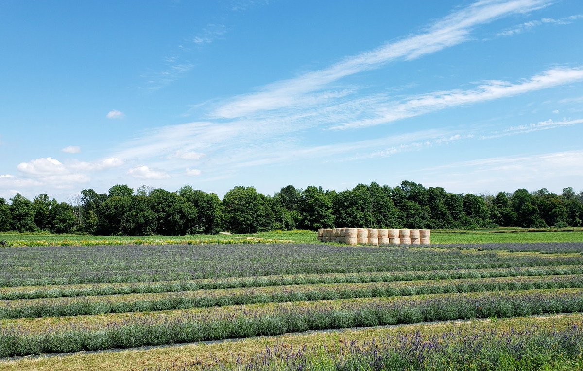 Elsa Chu tweet media