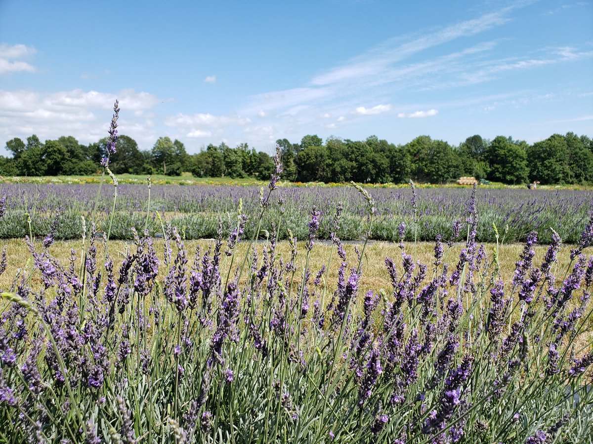 Elsa Chu tweet media