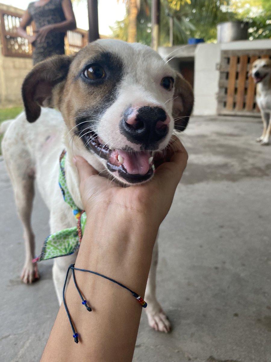 nana1gc's tweet photo. TENEMOS COMIDITA HASTA MAÑANA EN EL REFUGIO🥺🙏🏻
Cada bulto cuesta 146.880 y debemos reunir al menos 5 bultos para estar tranquilos al menos dos semanas🥴 son más de 25 chiquitos sin meter a los de afuera que también esperan sin falta su comidita😢 todo menudito es bendición🙏🏻💖 https://t.co/dtgojKEy9e