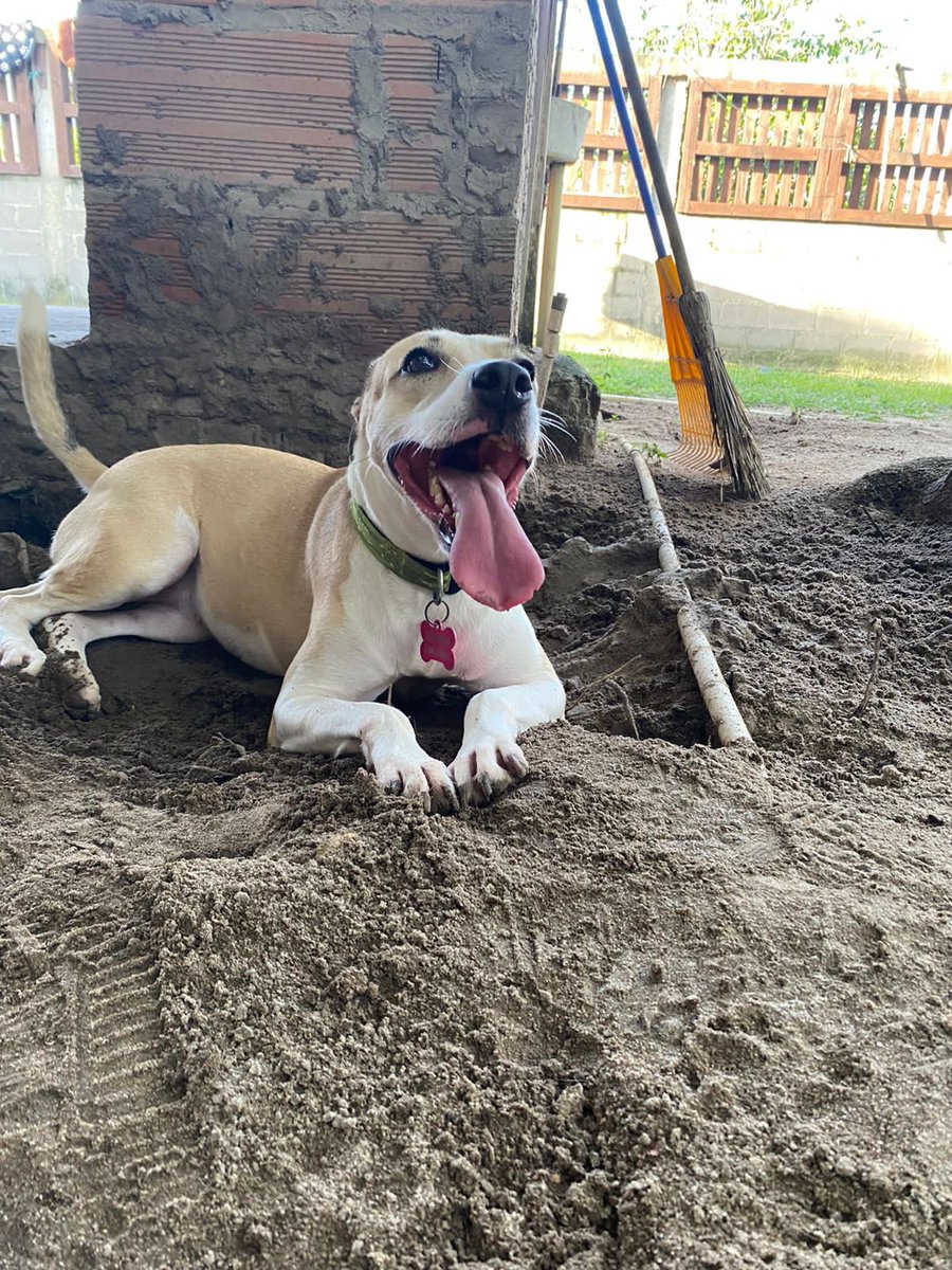 nana1gc's tweet photo. TENEMOS COMIDITA HASTA MAÑANA EN EL REFUGIO🥺🙏🏻
Cada bulto cuesta 146.880 y debemos reunir al menos 5 bultos para estar tranquilos al menos dos semanas🥴 son más de 25 chiquitos sin meter a los de afuera que también esperan sin falta su comidita😢 todo menudito es bendición🙏🏻💖 https://t.co/dtgojKEy9e