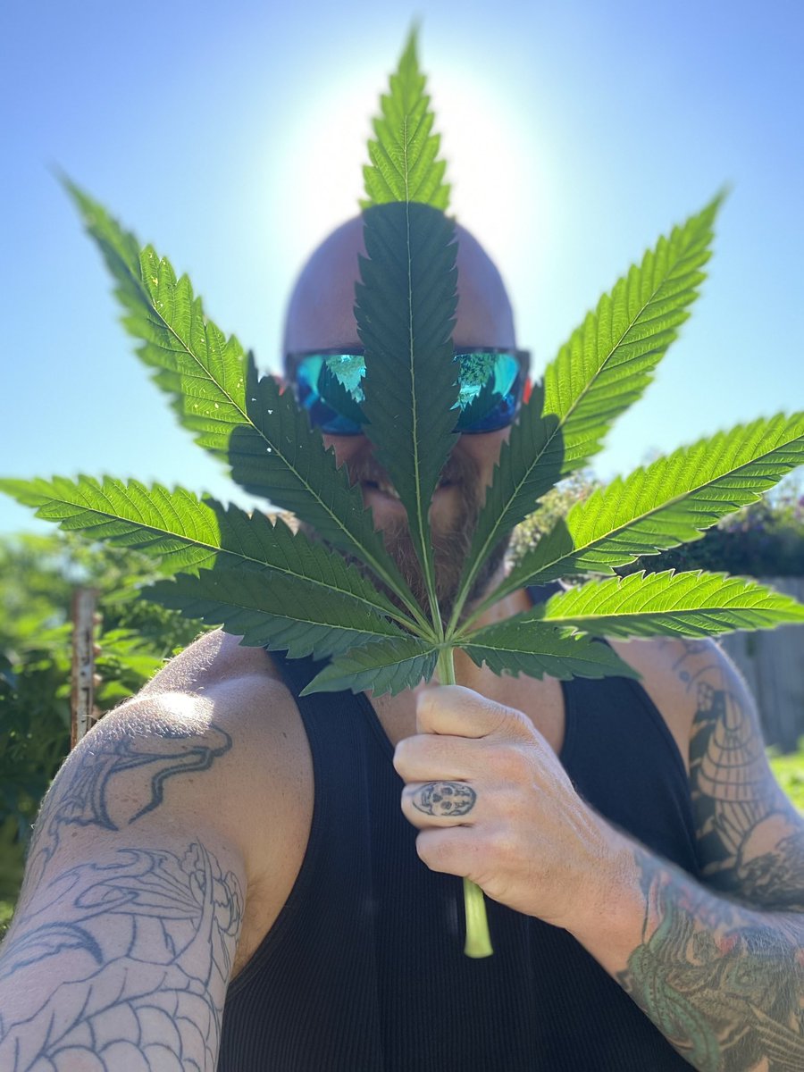 🌱Perfect Leaf🏆
#growyourown #Mmemberville #DIY #StonerFam #CannabisCommunity #weednerd #420Gang #highlife