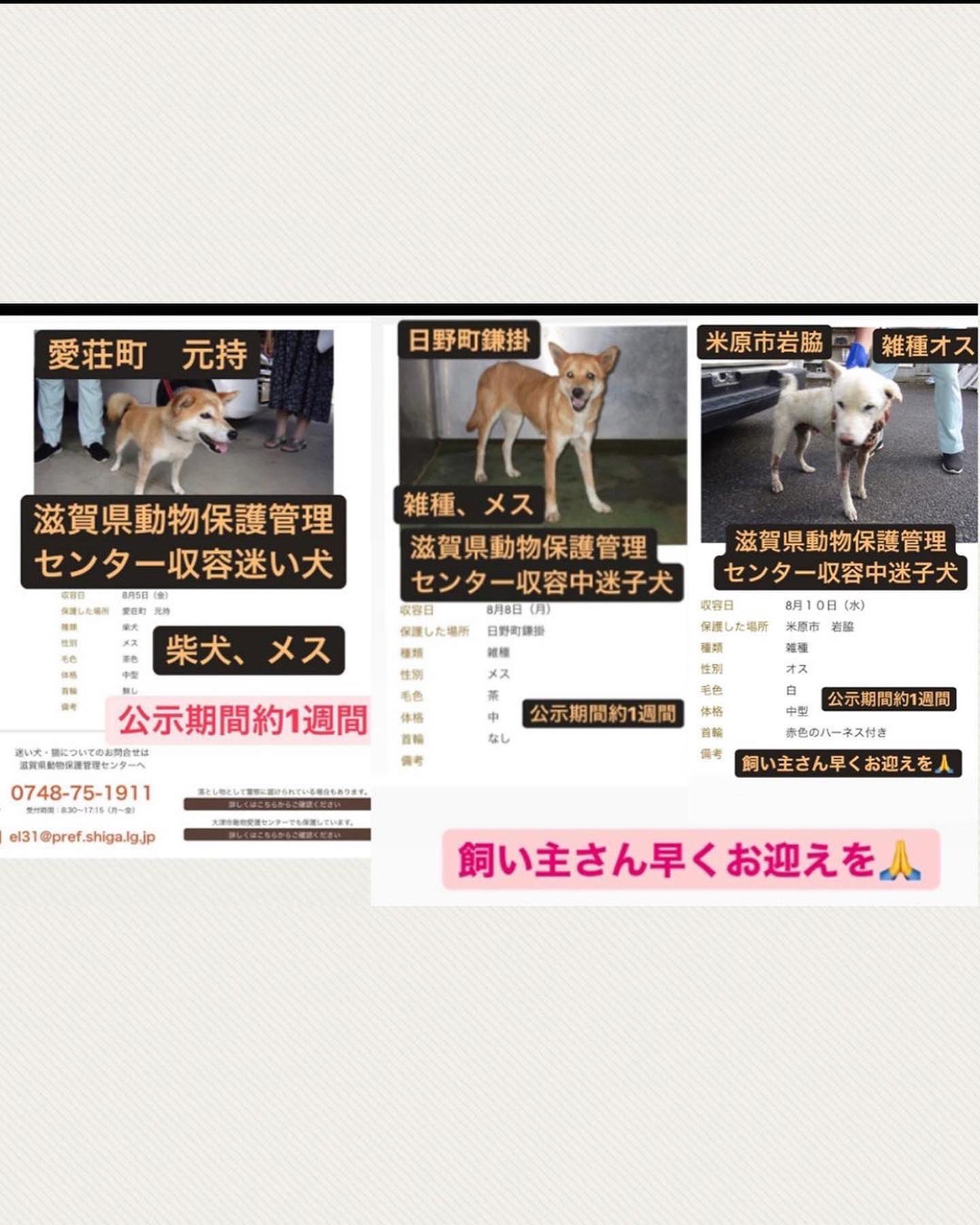 学生ボランティア団体にゃんこおたすけ隊代表 Chachaneko1 Twitter