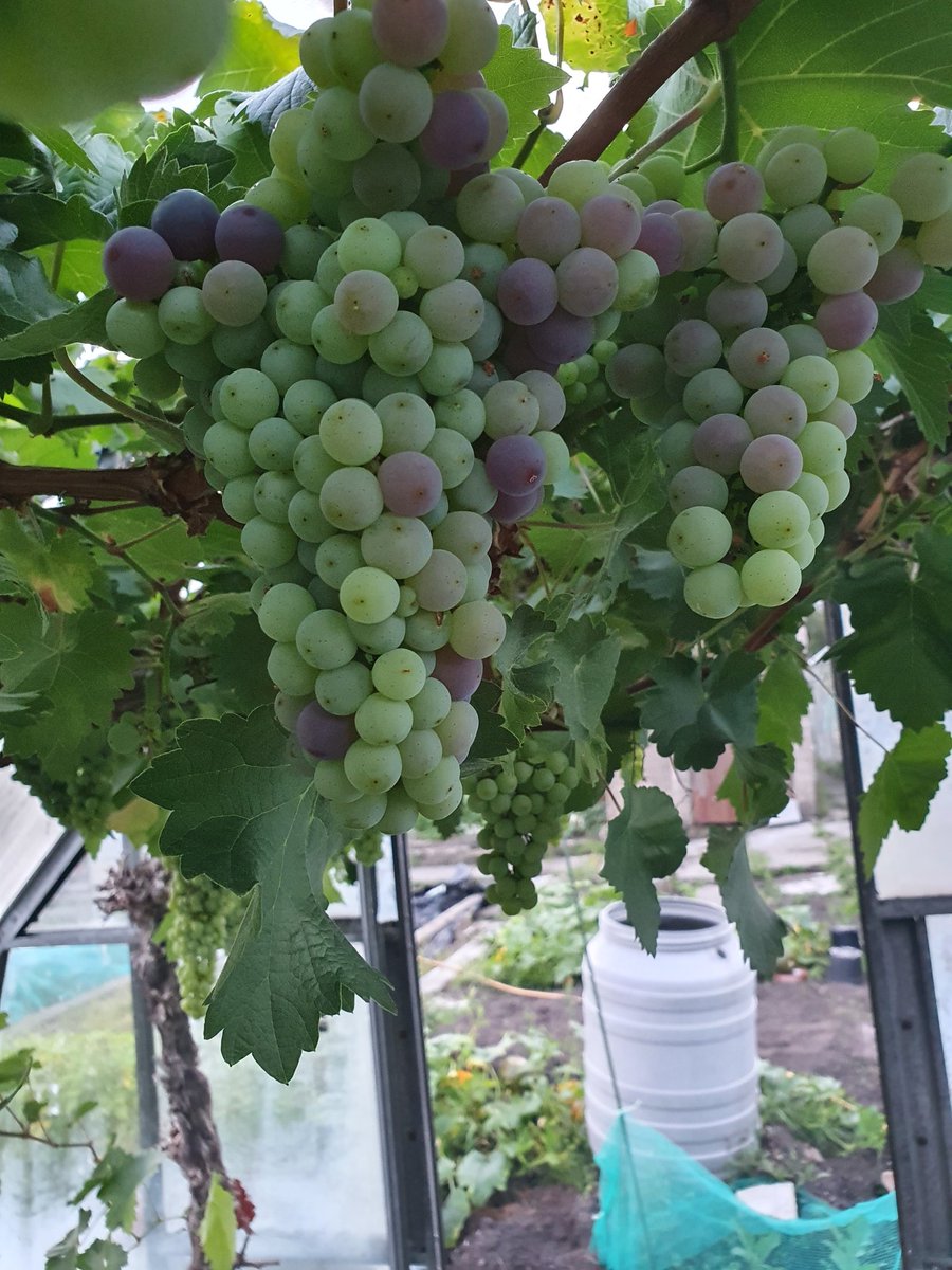 Finally after weeks of doing nothing the grapes are changing colour, I'm hoping they grow abit more too! #allotment #allotmentuk #allotmentlife #growingveg #growingvegetables #growingveggies #homegrown #vegetables #growingfruit #fruit #grapes #grapevines