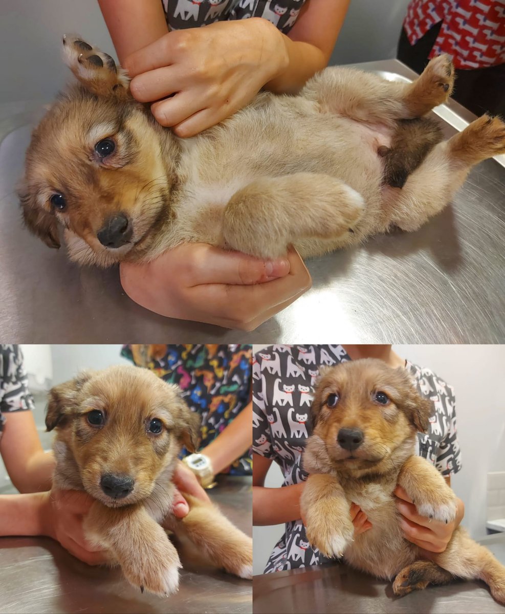 İki gün önce tek başına bir köpek bebeği buldum. Henüz 1-1,5 aylık, 2 kilo 300 gram bir oğlan çocuğu. İç ve dış parazitleri yapılarak korumaya alındı. Küçük ırk değil, orta ya da büyük. Yuva arayışıma destek olur musunuz 🙏
İSTANBUL ÇAMLICA
05333554752