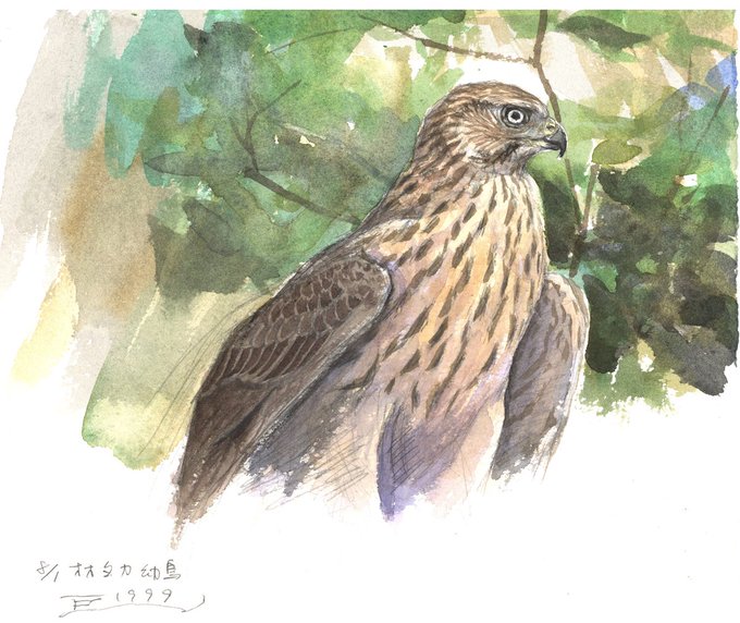 オオタカ幼鳥のtwitterイラスト検索結果