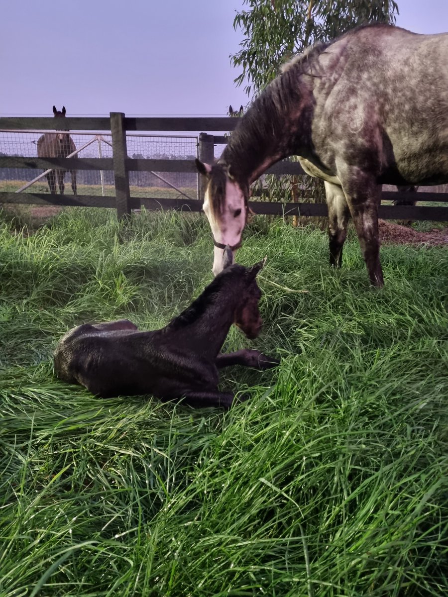 TyreelStud photo