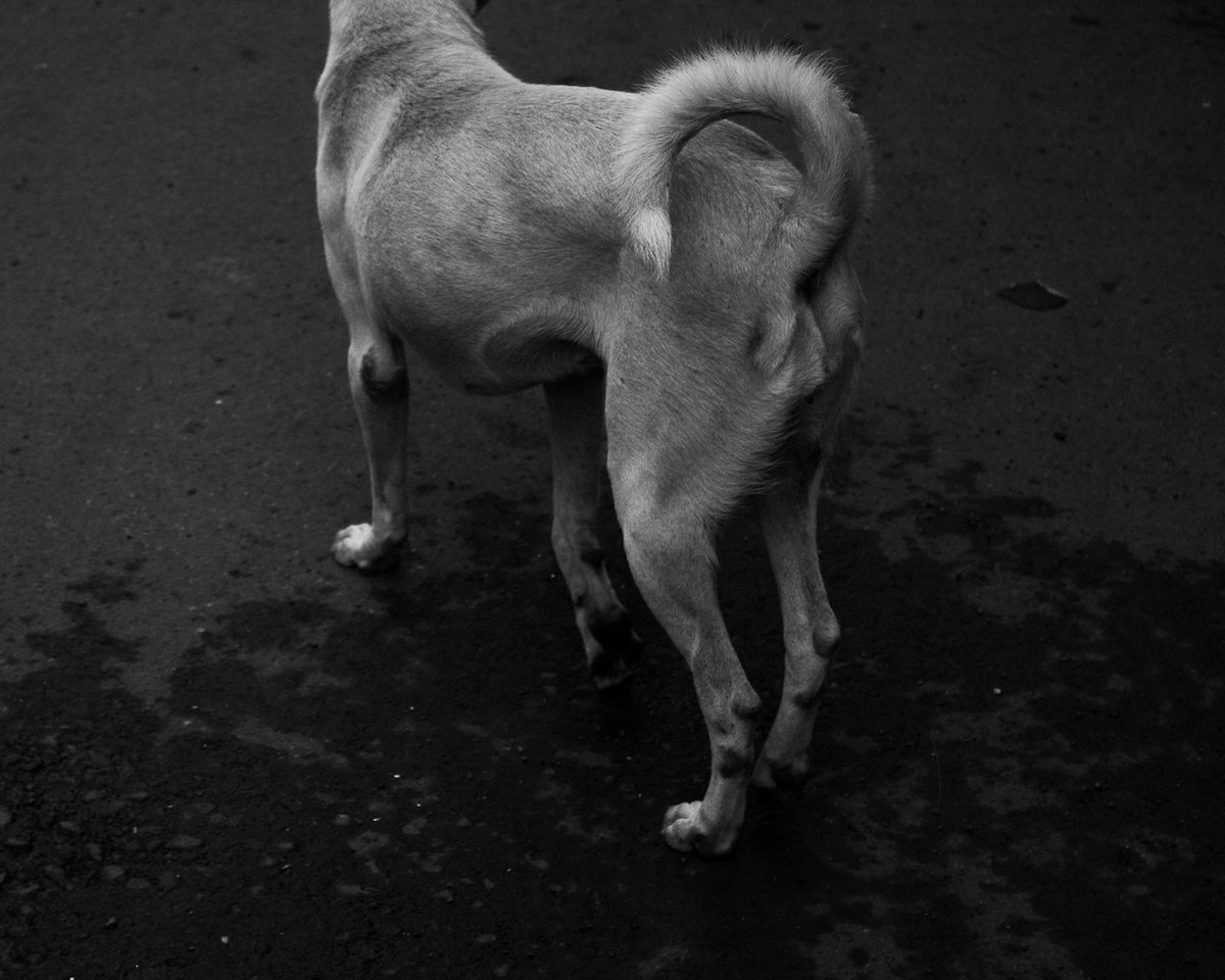 ankitkhandekarr's tweet photo. ? 
#streetphotography #blackandwhitephotography #photography #PhotoOfTheDay https://t.co/utEgJFma0F