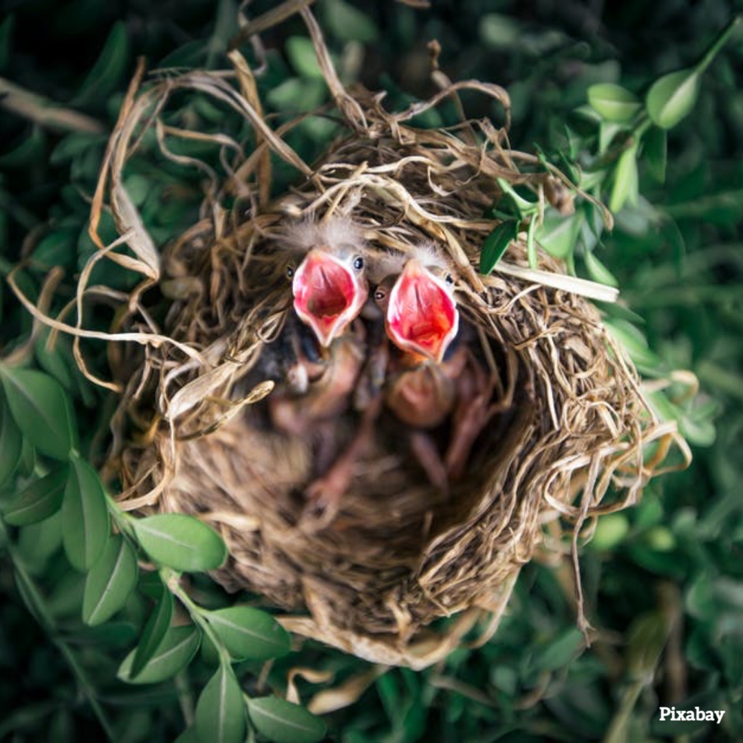 A hungry chick will eat about 100 caterpillars a day. We need insects, not just for pollination but for all wildlife to survive. Grow wildflowers, pop in a hedge or let ivy cover a wall, these will all provide healthy insect habitats that will in turn feed our birds and mammals.