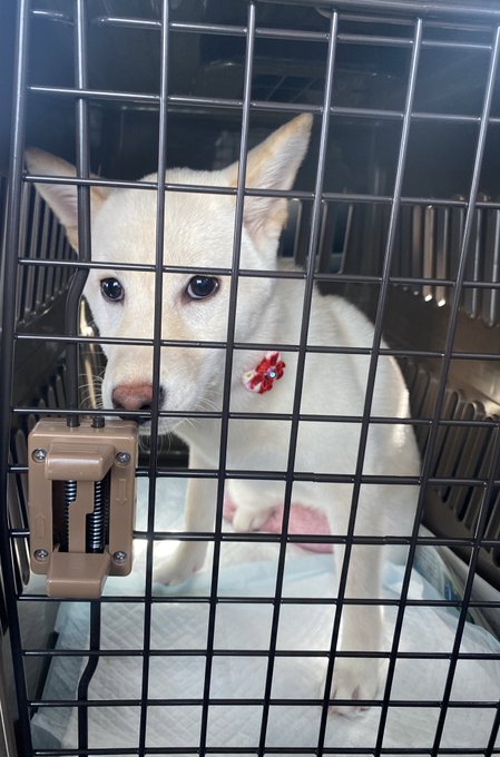 新しい家族、リマちゃんです。生後半年

お前も家族だ(ファミ撫おじさん) 