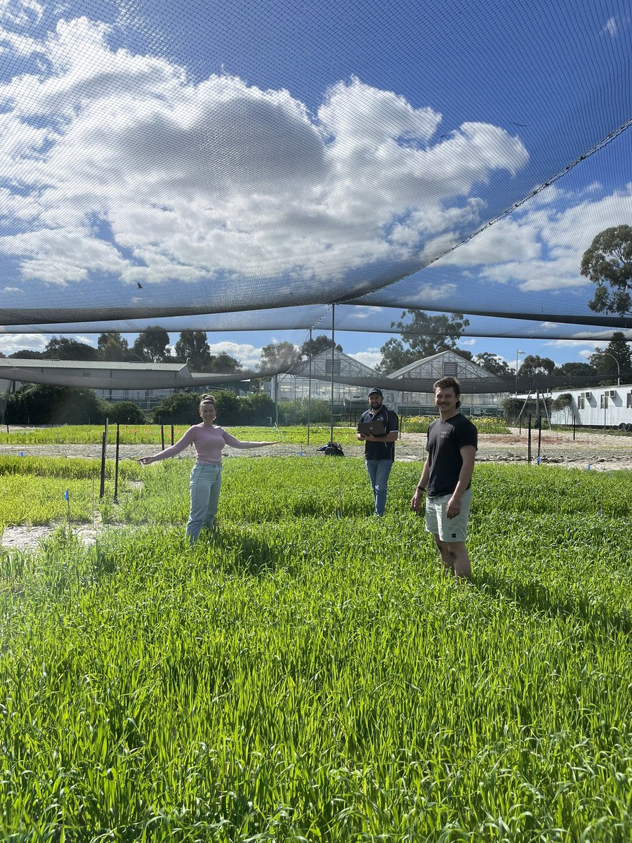 Hennie Botha (@henniebotha130) on Twitter photo Week 3 measurements of our oats biomass experiment for our ADV Cropping unit. Starting to see disease and potential potassium deficiency in some areas of the plots. Otherwise, coming along nicely! <a href="/SJB_Ag/">Sarita Bennett</a> <a href="/Bec_Swift_/">Bec Swift</a> <a href="/AHagboom/">Ashton Hagboom</a> <a href="/JoelTheGinger/">Joel Kelly</a> <a href="/DarcyCobley/">Darcy Cobley</a> <a href="/AJenko12/">Andrew Jenkinson</a> Week 3 measurements of our oats biomass experiment for our ADV Cropping unit. Starting to see disease and potential potassium deficiency in some areas of the plots. Otherwise, coming along nicely! <a href="/SJB_Ag/">Sarita Bennett</a> <a href="/Bec_Swift_/">Bec Swift</a> <a href="/AHagboom/">Ashton Hagboom</a> <a href="/JoelTheGinger/">Joel Kelly</a> <a href="/DarcyCobley/">Darcy Cobley</a> <a href="/AJenko12/">Andrew Jenkinson</a>