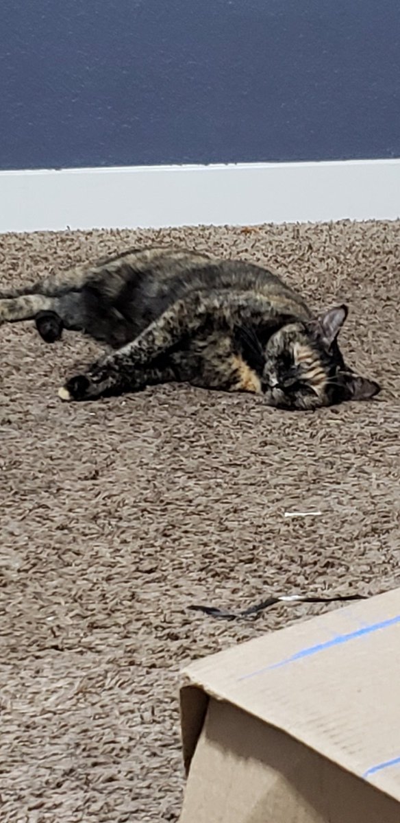 ver_itas_'s tweet photo. @JRWIshow no that's my cat https://t.co/li9jK7SVyt