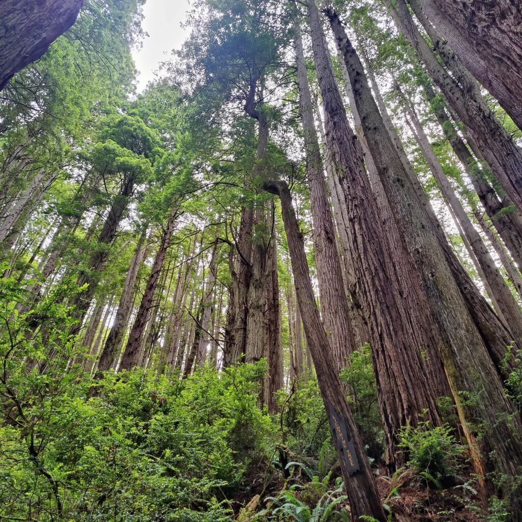 tnotn's tweet photo. Tall trees https://t.co/im9z6n8aGf https://t.co/mR9FCHFnPB
