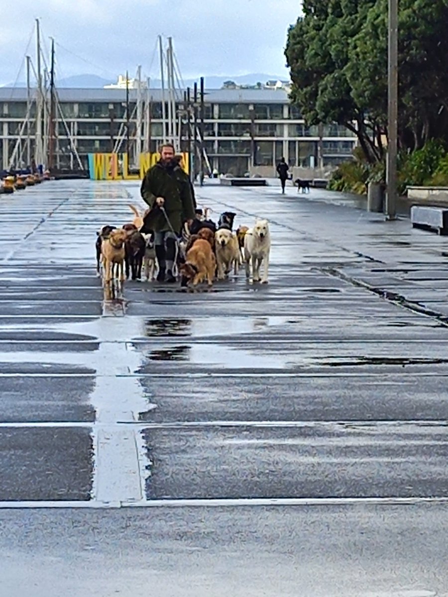 LynnDavidson8's tweet photo. Even on a dreich day Wellington is glorious #robinwhite #dogsonleads https://t.co/s92aBeZqKI
