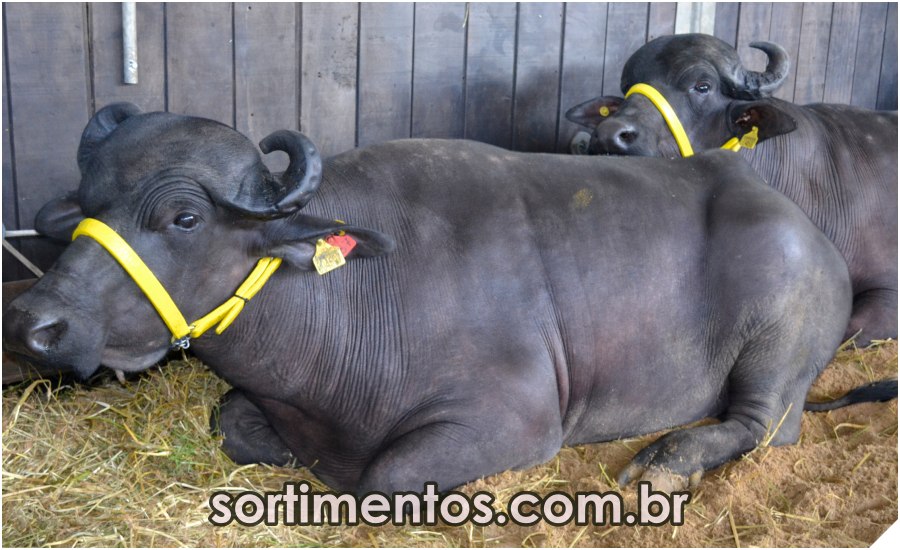 sortimentos's tweet image. Ascribu na Feira Expointer 2022 : Associação Sulina de Criadores de Búfalos vai apresentar o potencial da carne e do leite dos bubalinos

sortimentos.com.br/ascribu-criado…

#Ascribu #FeiraExpointer #FeiraExpointer2022 #CriadoresdeBúfalos #Búfalos #Expointer2022 #Expointer #CarnedeBúfalo