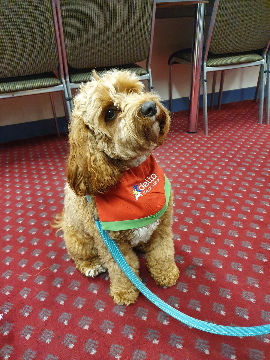 CMHLvic's tweet photo. Can the #deltadogs come to play every day!!
#collab2022 #thrivingthroughchange @CMHNunimelb https://t.co/kA9sMBeyYP