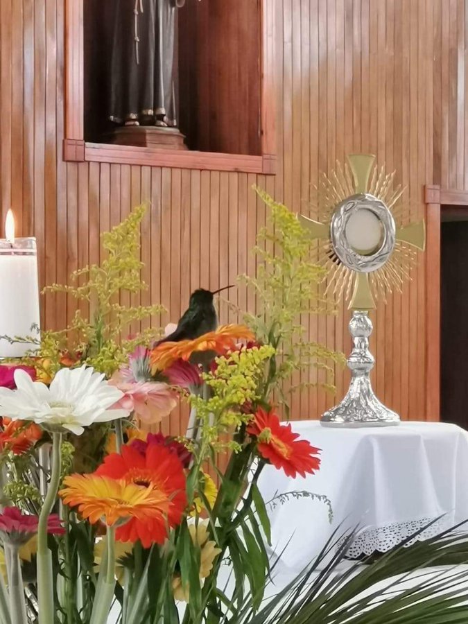 Sachinettiyil's tweet photo. Even a humming bird recognizes the Real Presence of Jesus in the Holy Eucharist. https://t.co/3LuS6cjx3H