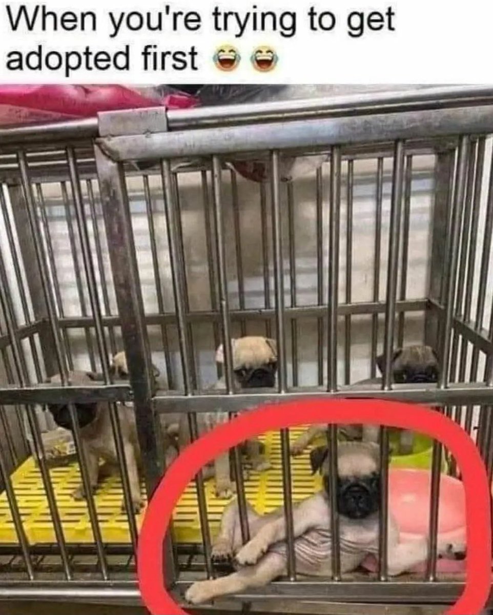 Puppy porn? 🐶😂#DogsofTwittter #dogs #AdoptDontShop #puppylove