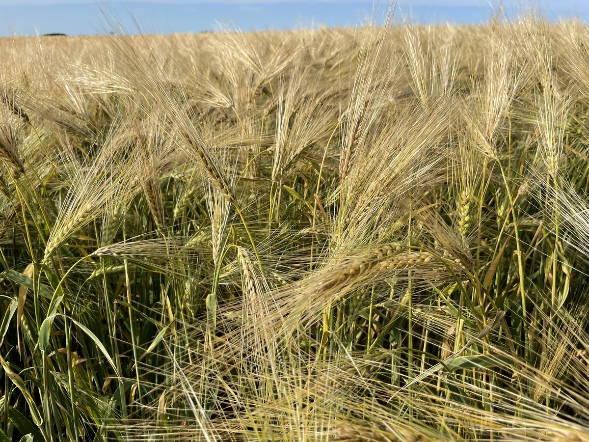 SeCanLauren's tweet photo. The highly sought after AB Advantage #barley should be available at Toman Ag near Guernsey #Sask for #plant23 Things r looking good. A dual purpose smooth awned 6 row variety mainly used for silage around here with the biomass but high grain yields too #cowchow #ABAdvantage https://t.co/kJDoWXPOsR