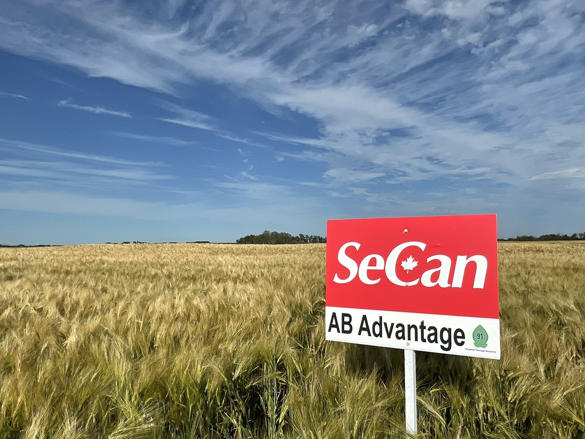 SeCanLauren's tweet photo. The highly sought after AB Advantage #barley should be available at Toman Ag near Guernsey #Sask for #plant23 Things r looking good. A dual purpose smooth awned 6 row variety mainly used for silage around here with the biomass but high grain yields too #cowchow #ABAdvantage https://t.co/kJDoWXPOsR