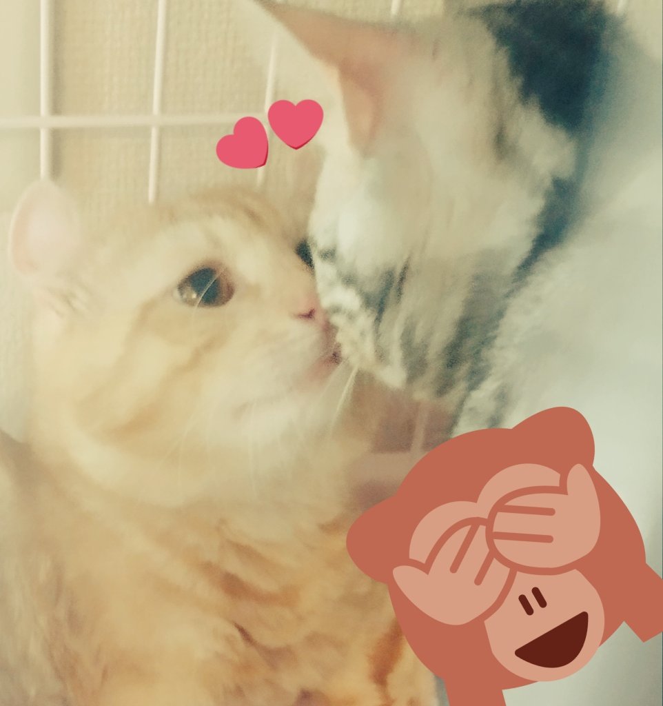 熱愛 Twitter Search Twitter