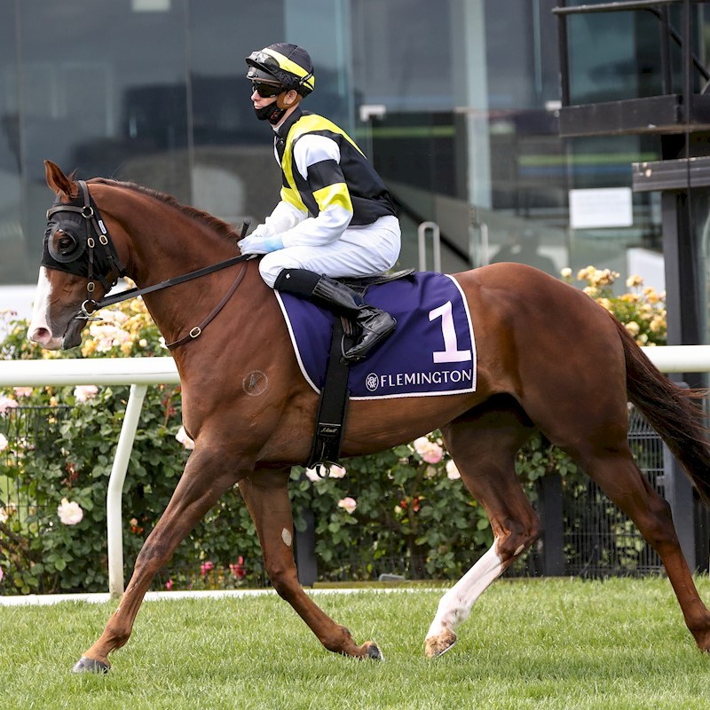 vicbreeders's tweet photo. This week's #HorseOfTheWeek goes to the ever consistent Polanco who deserves a win this prep 🤞

By one of Australia's champions and @YulongInvestme1 very own WRITTEN TYCOON, this 7YO gelding looks to take his prize money beyond $400k 💰
@sheaeden

📸 - @Racing__Photos https://t.co/Cvbq3l4VDP