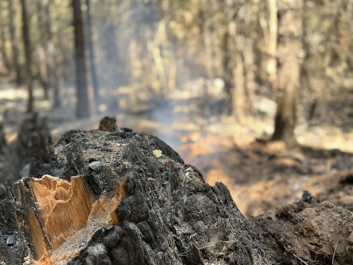Klamath_NF's tweet photo. Evacuation Warnings have been lifted for all communities around Happy Camp and Seiad Valley as both #YetiFire and #AlexFire remained relatively quiet throughout the day as crews continued to mop up what little heat remains a threat to containment lines.
https://t.co/6rEPKD0IZB https://t.co/4MTVZBhpYY