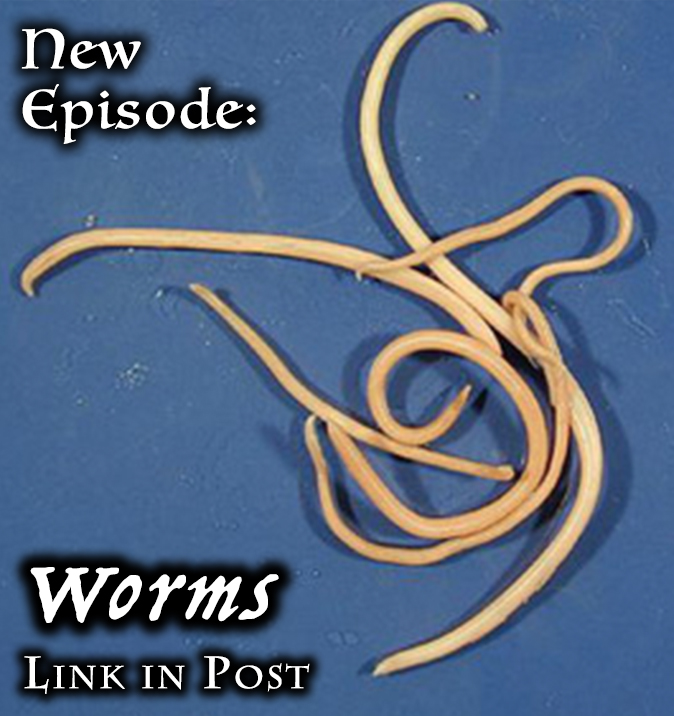 KittenKPod's tweet photo. https://t.co/qpaW5r9YMU

Like fleas, #worms are pesky parasites most #cats will deal with at some point. There are several different kinds, so we'll take a brief look at all of them as well as how to treat and prevent an infection. #catsoftwitter #podcastlift #podcast https://t.co/Rok4XTXiQB
