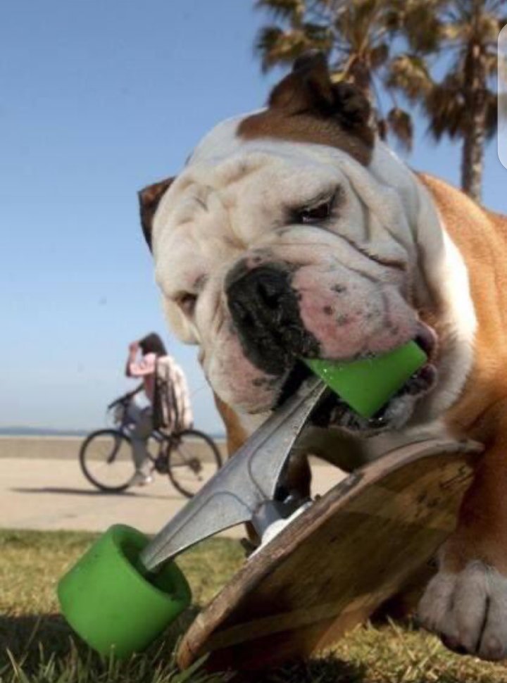 FrenchBulldogC4's tweet photo. #frenchbulldog #frenchie #frenchiesofinstagram #dogsofinstagram #dog #frenchies #frenchielove #puppy #bulldog #frenchiepuppy #frenchbulldogsofinstagram #dogs #frenchieoftheday #frenchielife #puppylove #frenchiesociety #frenchbulldogs #bulldogfrances #frenchiegram #puppies https://t.co/cu3zUhxF4C