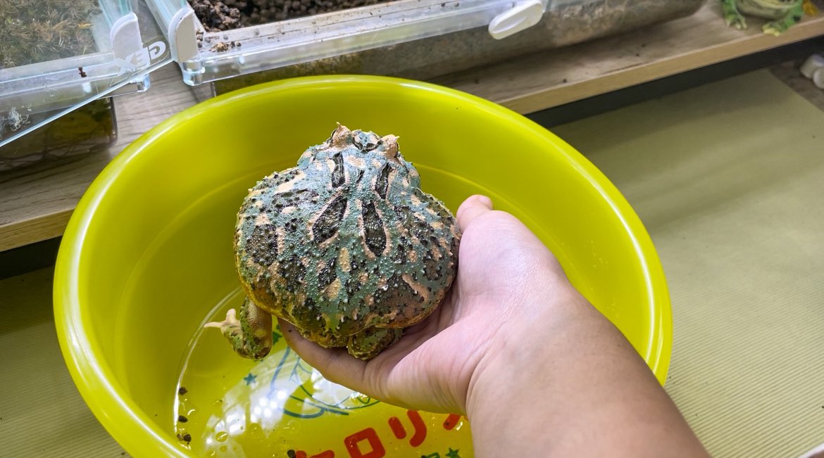 おもちすくい