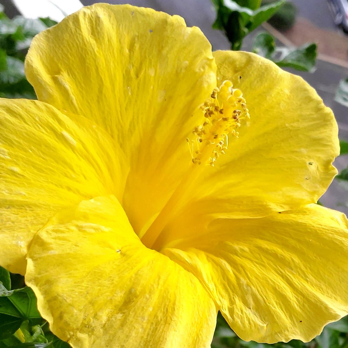 SaraSWalters's tweet photo. Roses are red.
Hibiscus are yellow.
Time at the garden center
makes me happily mellow.
#quatrain #ABCB https://t.co/XnrvzC48cp