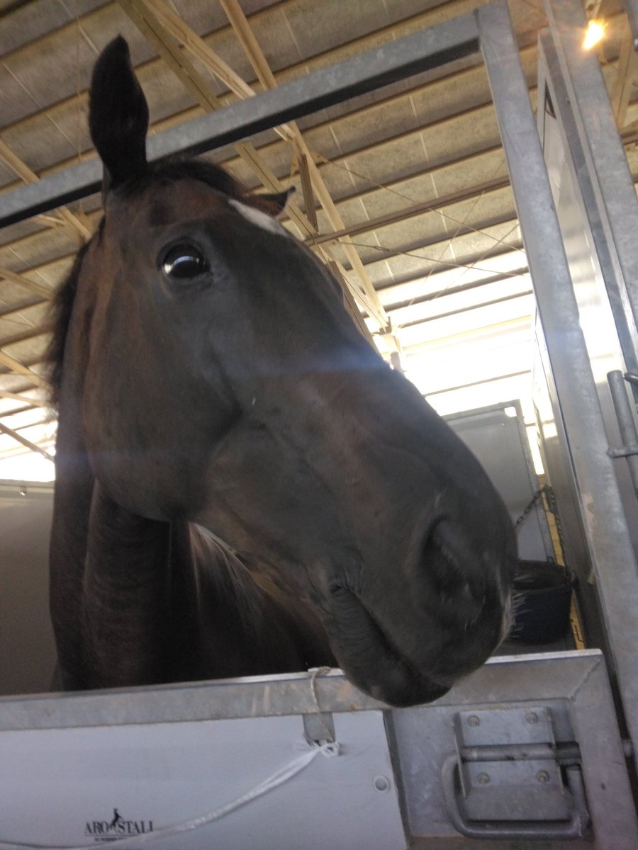 8/12(金)の出番です!
『”JapanEventingカップ"総合馬術競技 EV60クラス 馬場馬術競技』
#テスタメント (2年C,I)
#ストームチェイサー (1年,Y,K)
#アドマイヤデライト (2年,N,K)
『バーティカル障害飛越競技』
#ストームチェイサー (3年,K,T)
#麻布大学
#麻布大学馬術部
#ターゲリート🐴