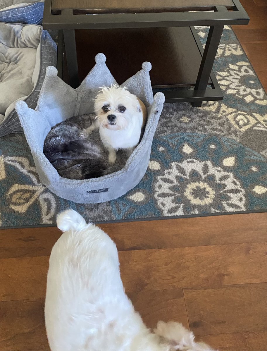 Mommy bought me a new bed because she says I’ms da queen of da house 👑❤️🐾   Iz feels special taday #ZSHQ #DogsofTwittter #rescuesadie #jrtlove RaaaaAaaaaa