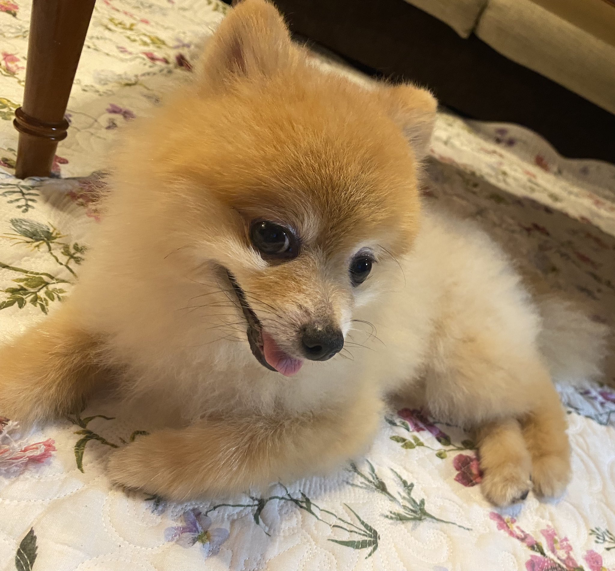 まめ Twitterissa 犬探してます 犬種 ポメラニアン 毛色 オレンジ 見た目は茶色です 場所は 静岡県用宗5丁目 です いなくなった時間は 9 30 10 00 くらいです リツイートだけでもお願いします 迷子犬 犬探してます ポメラニアン 静岡 用宗 まめ Twitterissa 犬探してます 犬種 ポメラニアン 毛色 オレンジ 見た目は茶色です 場所は 静岡県用宗5丁目 です いなくなった時間は 9 30 10 00 くらいです リツイートだけでもお願いします 迷子犬 犬探してます ポメラニアン 静岡 用宗