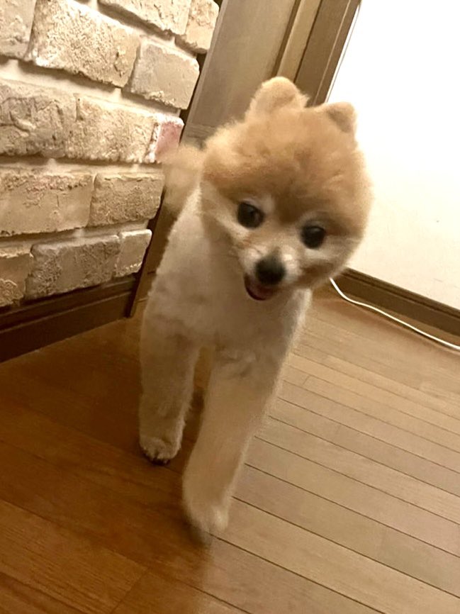 タグ 犬探してます の注目ツイート メガとんトラック