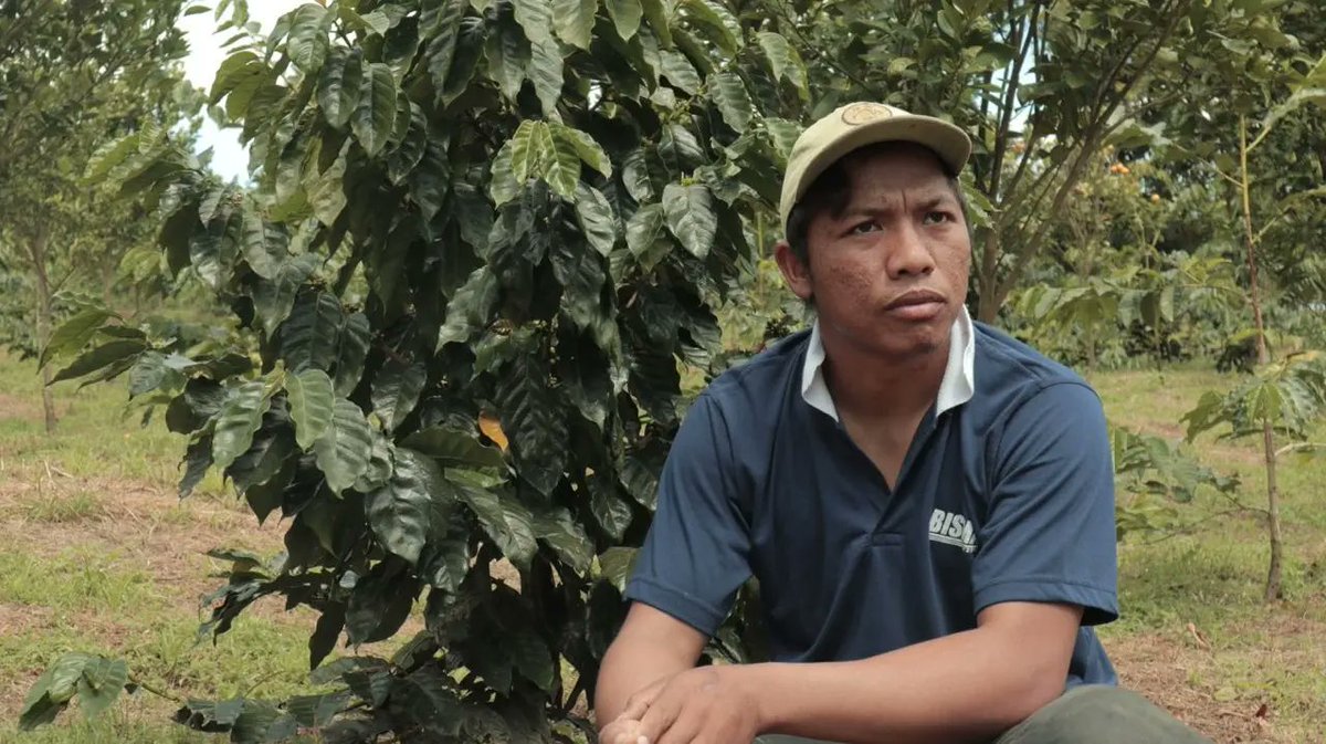 BaleBengong's tweet photo. bibit kopi, cui. kami melali lagi ke petani kopi di kintamani yg memproduksi kopi lanang @balelaku 
ini dia pasangan di kebun dan selain kebun :)  #melalimengani https://t.co/AFUHYYOLxh