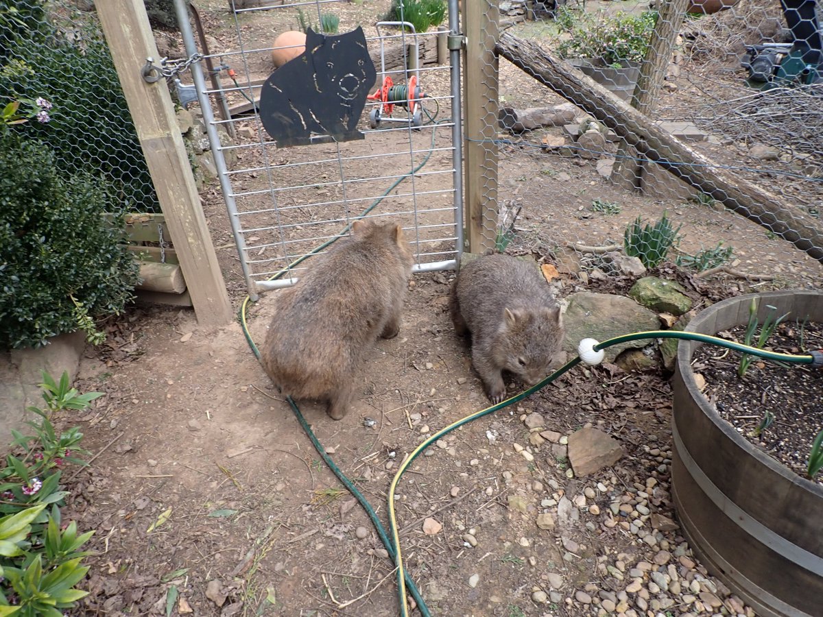 geoaussie1's tweet photo. We had a sudden visit from mom and (Teenage?) baby today! https://t.co/fUCos11TQk