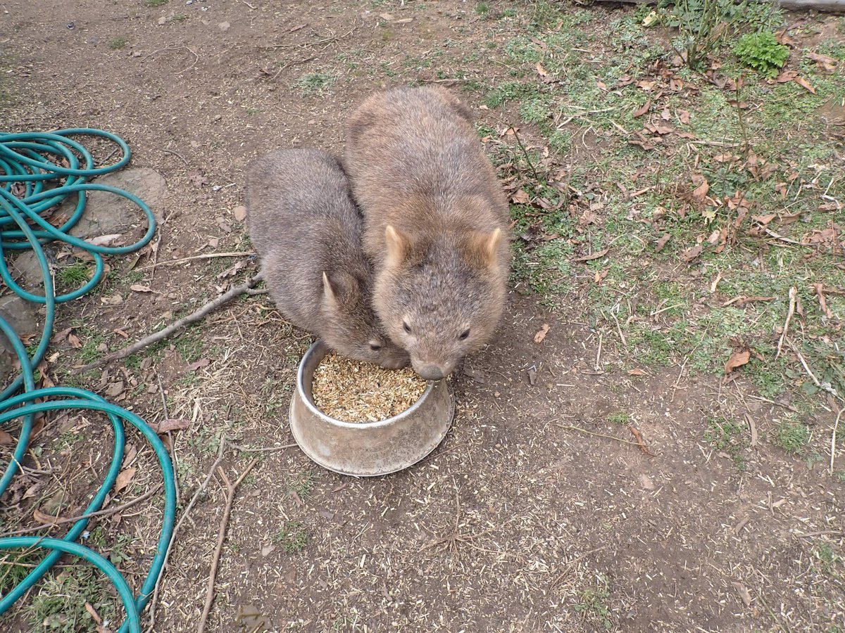 geoaussie1's tweet photo. We had a sudden visit from mom and (Teenage?) baby today! https://t.co/fUCos11TQk